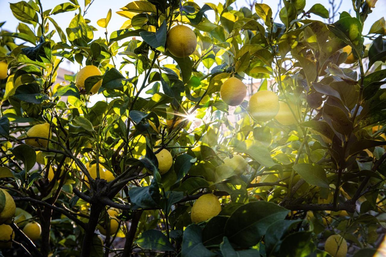 The Lemon Tree Leilighet Vilaflor Eksteriør bilde