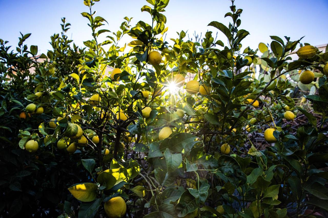 The Lemon Tree Leilighet Vilaflor Eksteriør bilde