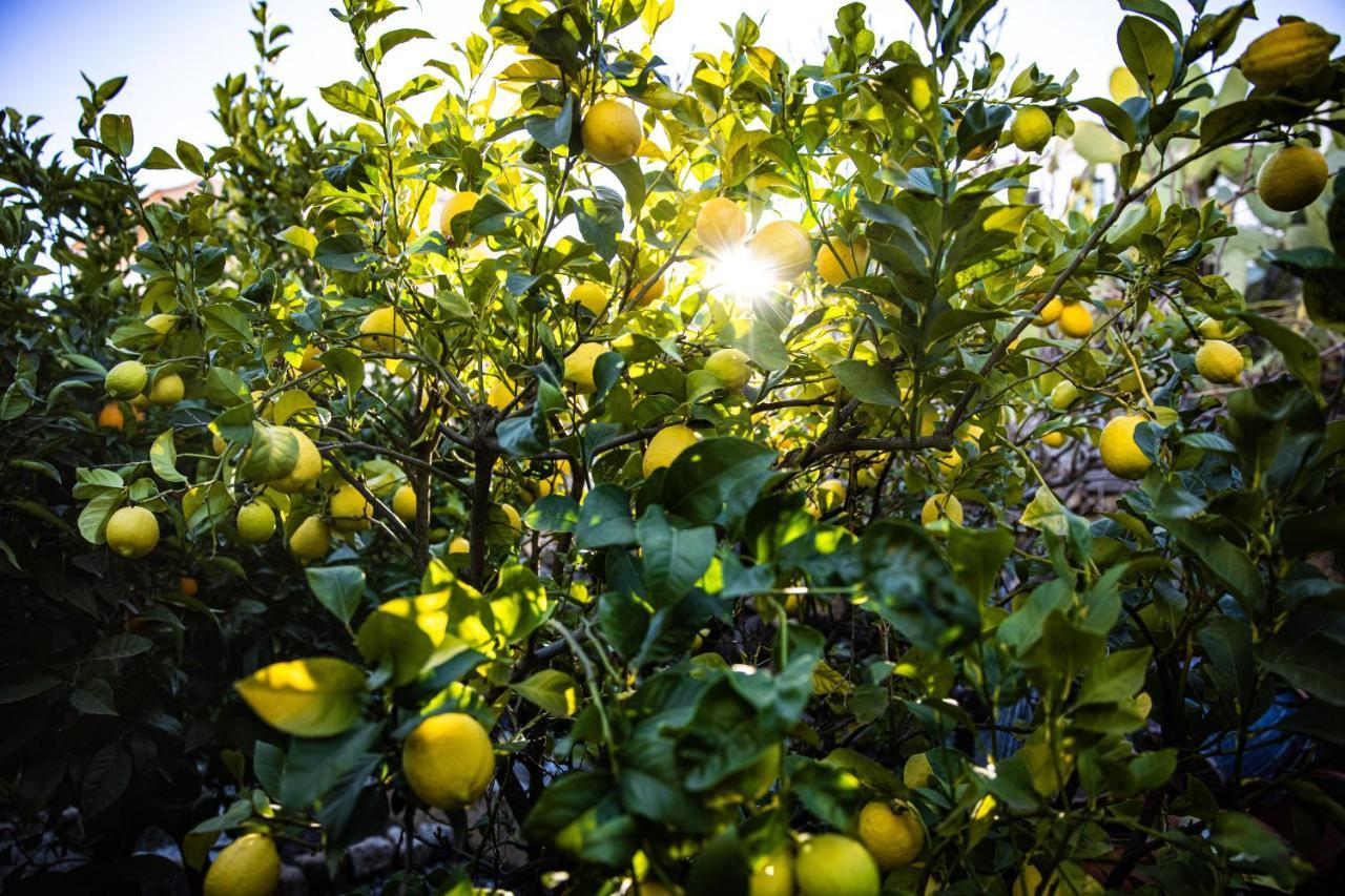 The Lemon Tree Leilighet Vilaflor Eksteriør bilde